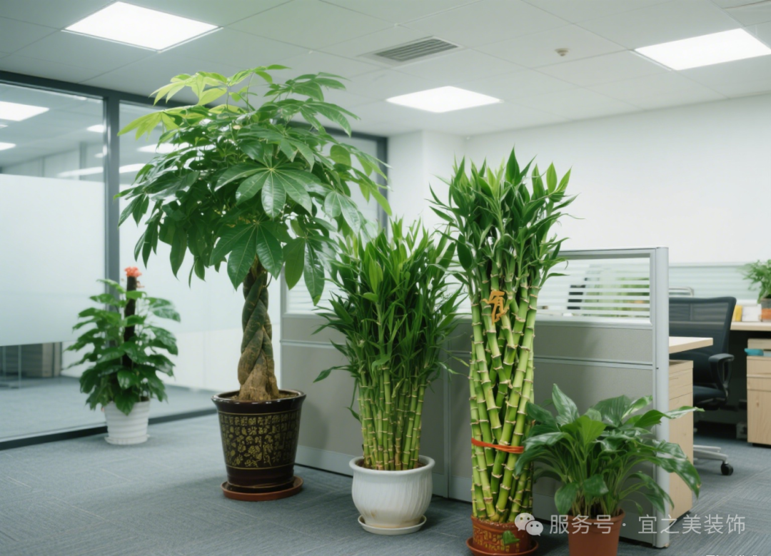 办公室绿植摆放.png